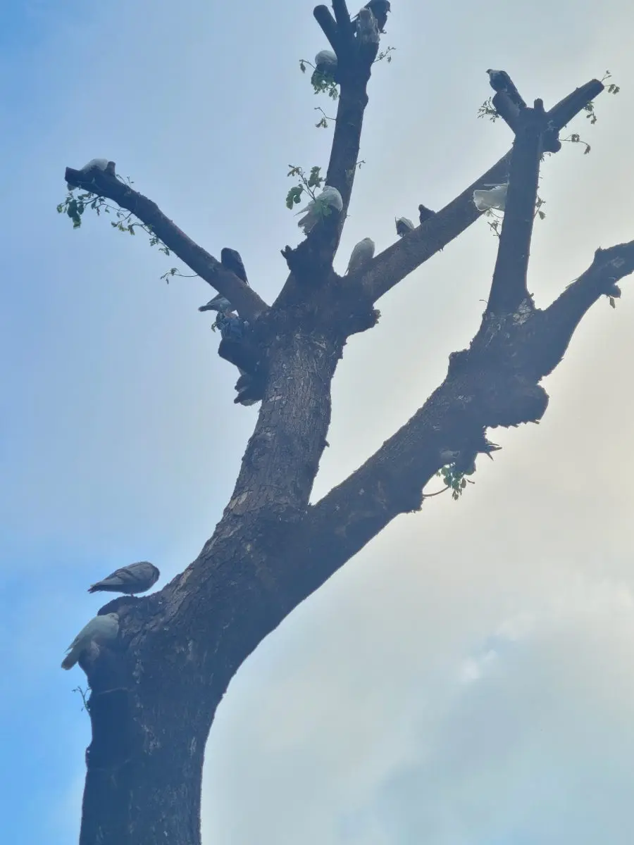 20240811%EF%BC%BF062006.jpg?type=w966