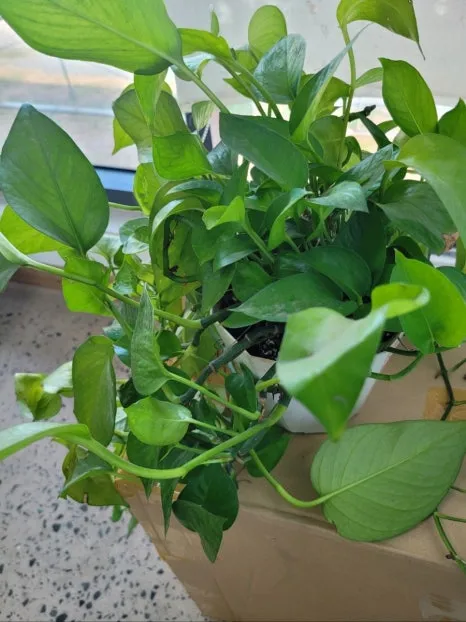 1715590116184.jpg?type=w466