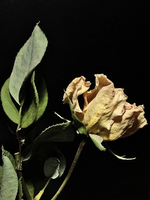 pink-dry-4862597_640.jpg?type=w966