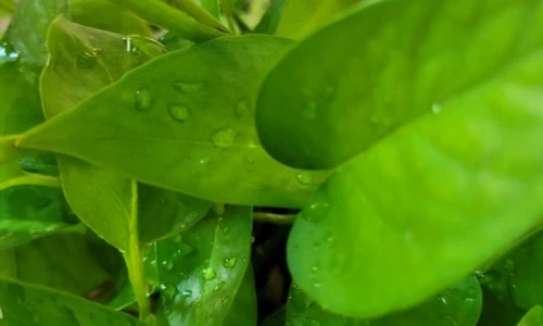 ?src=%22https%3A%2F%2Fblogthumb.pstatic.net%2FMjAyNDA1MTNfMTE4%2FMDAxNzE1NTkxNzYxOTM1.TSQ_cHolzqhaeLf7xlw-S7Xh6MXUUwwjiUd6Eyyx7tsg.gbQnNLWtSBGP2wAK5jGLgi4uV9s5XbDuCXmnbovhYssg.JPEG%2F20240513%25A3%25DF160628.jpg%3Ftype%3Dw2%22&type=ff500_300