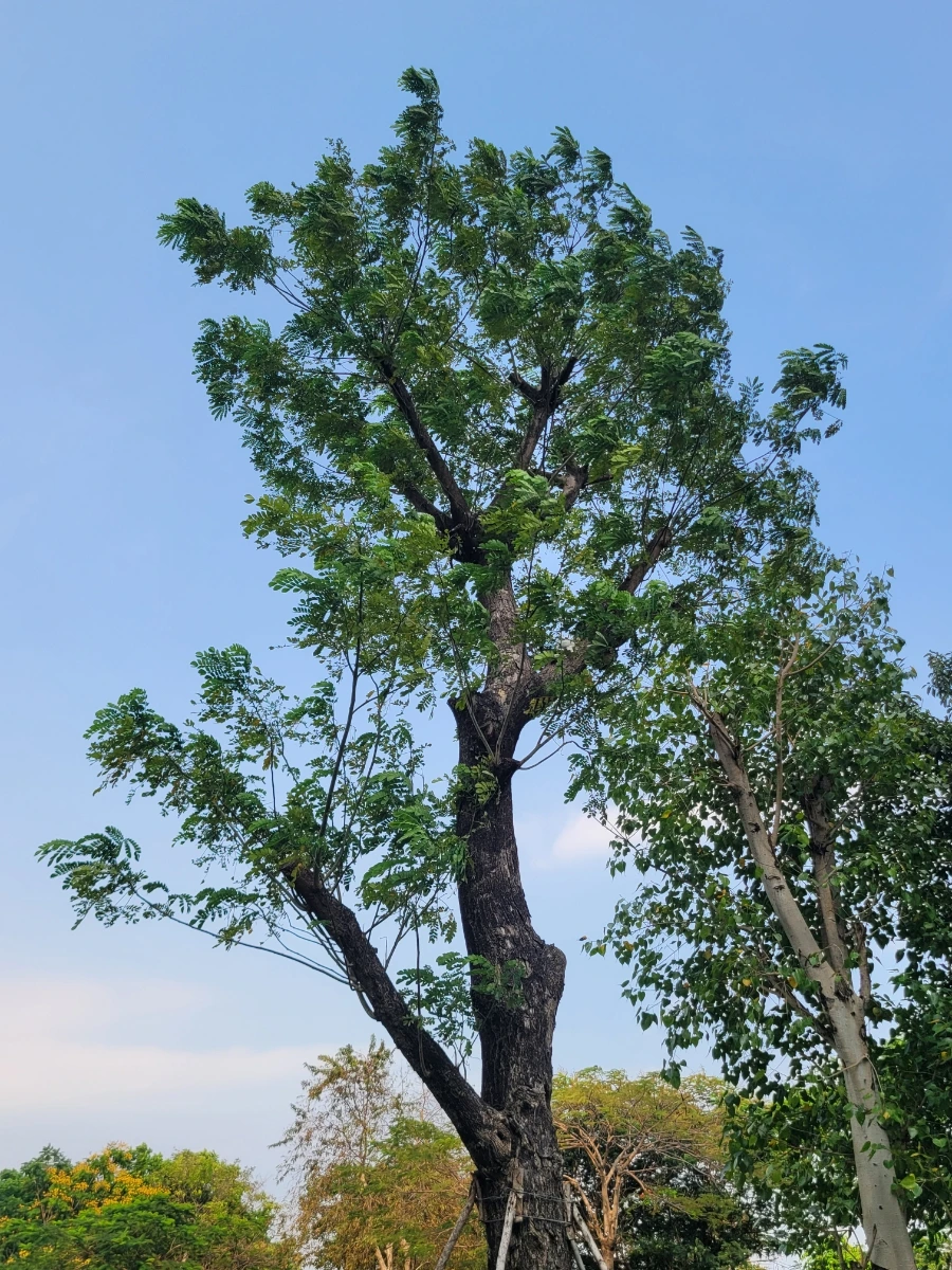 900%EF%BC%BF20250316%EF%BC%BF153848.jpg?type=w966