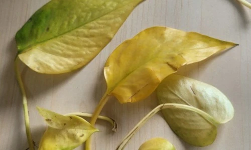 ?src=%22https%3A%2F%2Fblogthumb.pstatic.net%2FMjAyNDA2MjZfMjA4%2FMDAxNzE5Mzc2ODA0OTEy.F8Sca0vGouqM9j1ZKQc6OtDptCJx5n5itG6UpGKfdwAg.FXd3sshJ5vfbH0ooa2_3VnK-6u54POunlCbHqxcn4iwg.JPEG%2F20240626%25A3%25DF113923.jpg%3Ftype%3Dw2%22&type=ff500_300