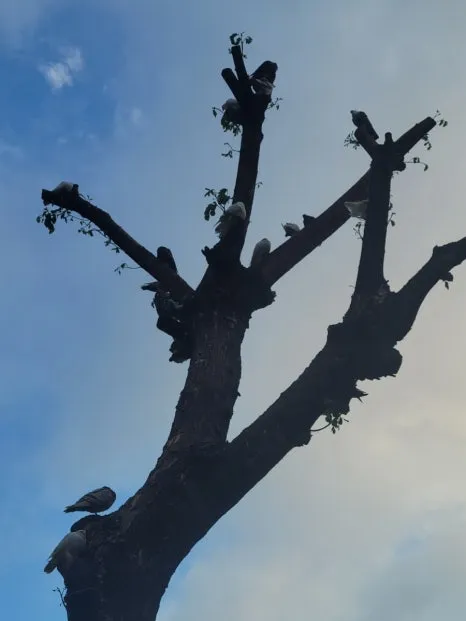 20240811%EF%BC%BF062011.jpg?type=w466