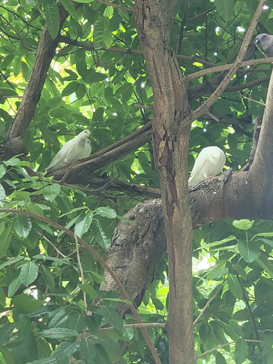 900%EF%BC%BF20250316%EF%BC%BF153745.jpg?type=w966