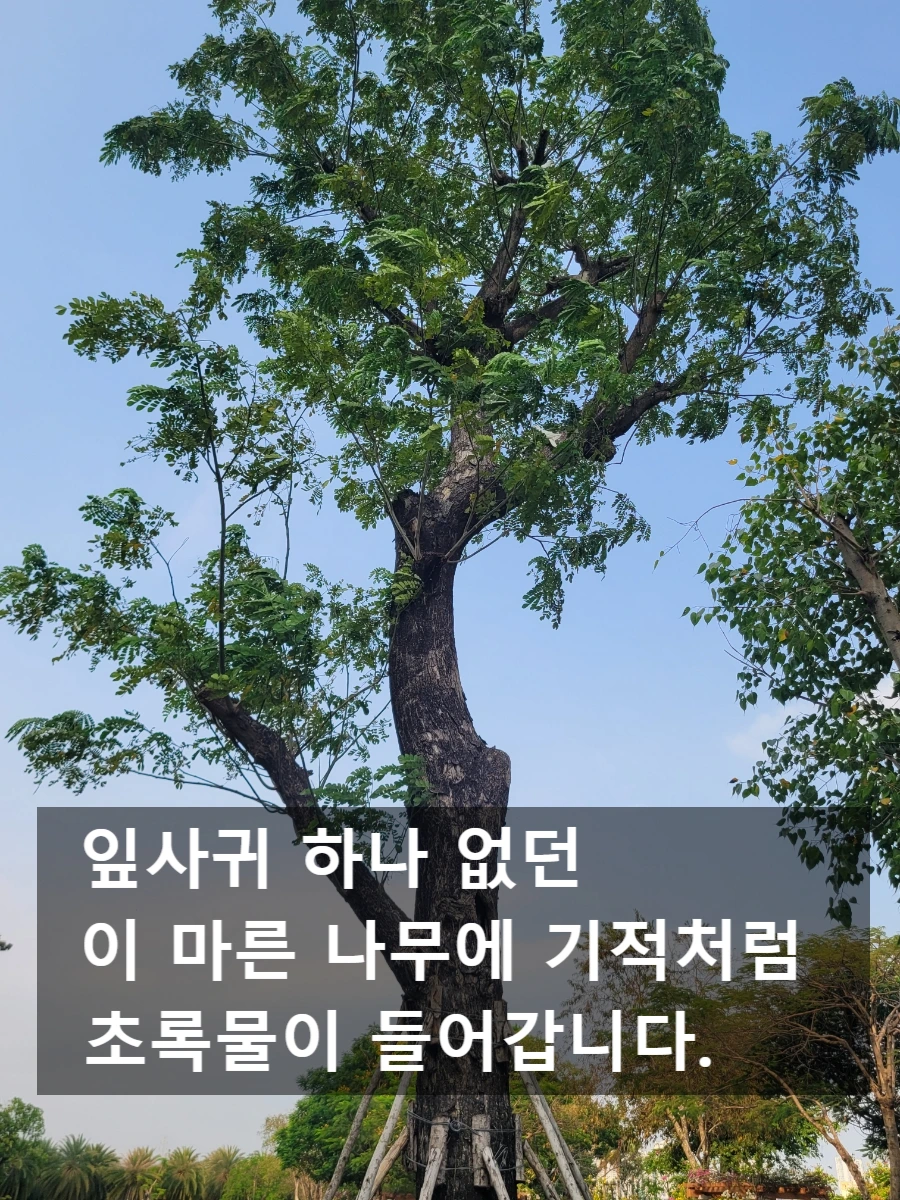 SE-0c24337b-0255-11f0-aa10-616b3378f1c7.jpg?type=w966