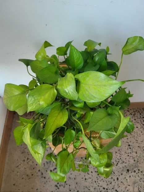 1715590116265.jpg?type=w466