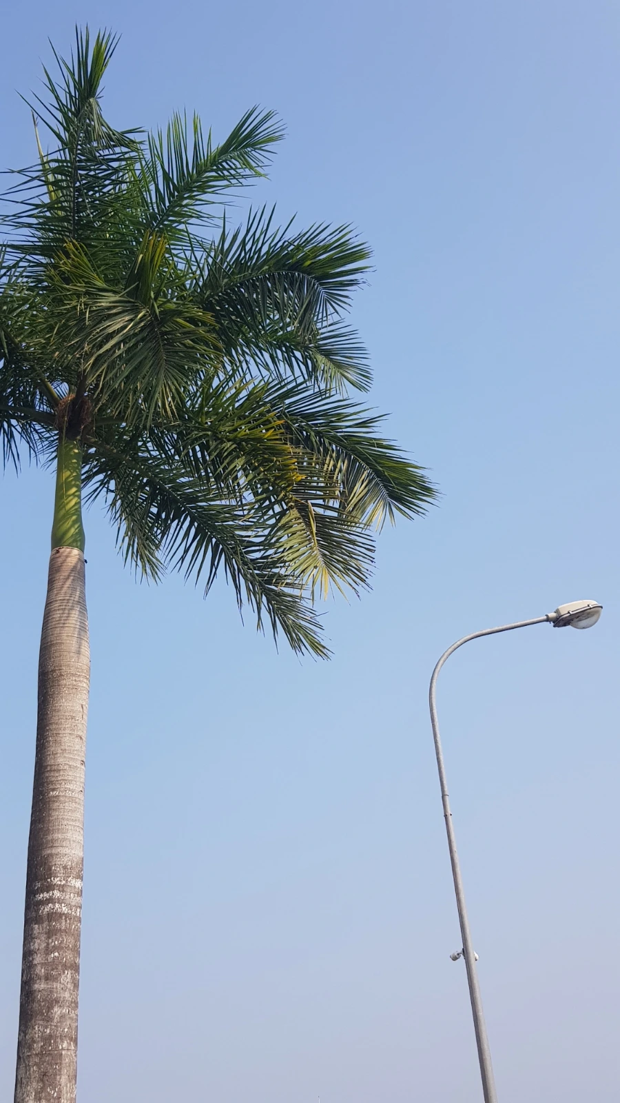 %EB%8C%80%EC%99%95%EC%95%BC%EC%9E%90%EC%88%98%EB%82%98%EB%AC%B42.jpg?type=w966