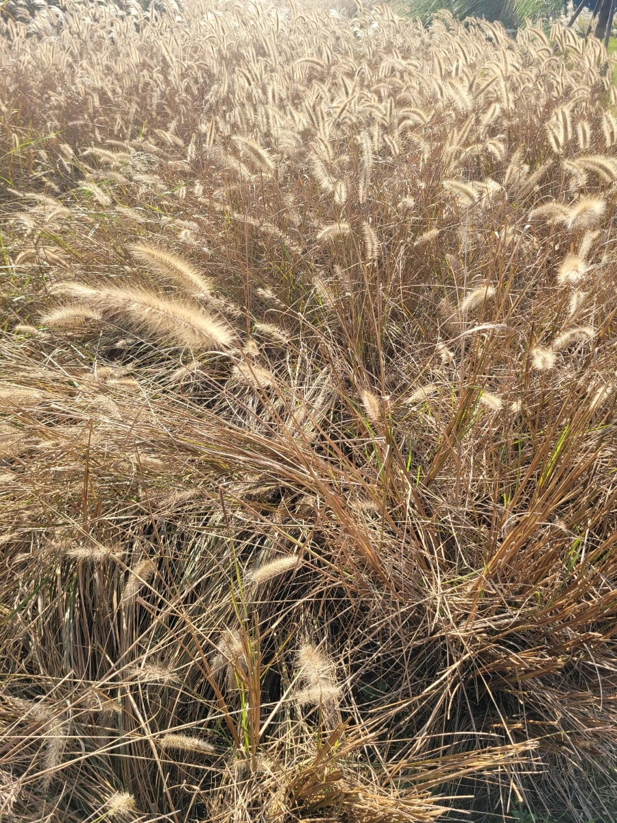 900%EF%BC%BF20241126%EF%BC%BF125330.jpg?type=w966