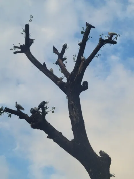 20240811%EF%BC%BF062042.jpg?type=w466