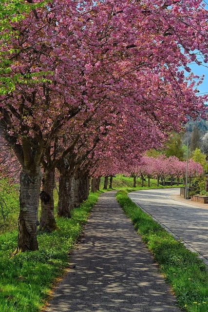 cherry-blossom-tree-lined-avenue-5039862_640.jpg?type=w966