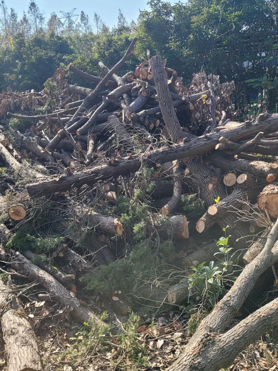 900%EF%BC%BF20241127%EF%BC%BF115437.jpg?type=w966