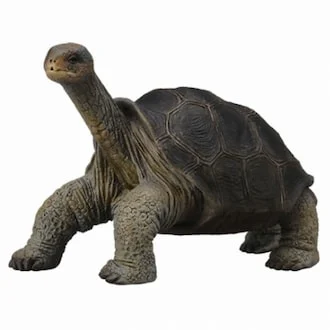 갈라파고스 거북1.jpeg