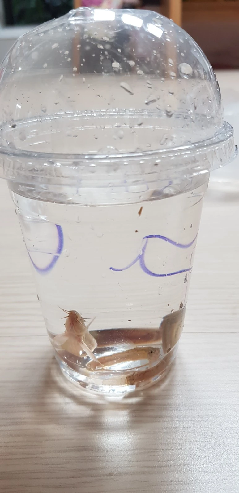 20200723_151048.jpg?type=w773