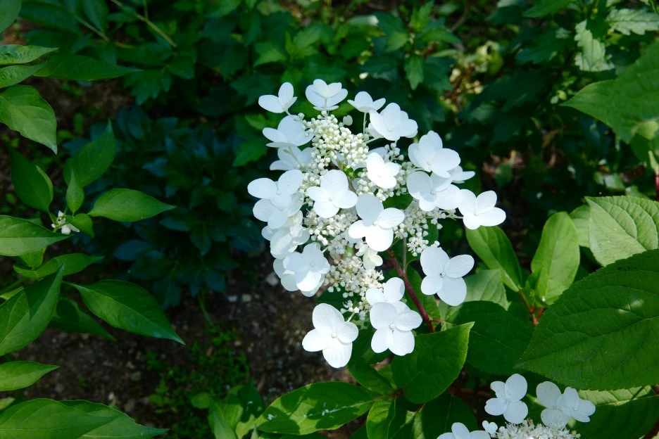 L1030466.JPG?type=w1