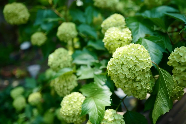 L1540412.JPG?type=w773