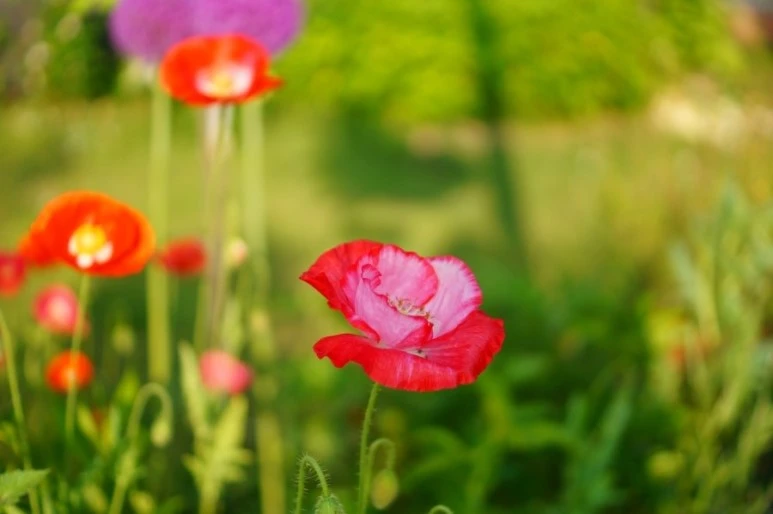 DSC01558.JPG?type=w773