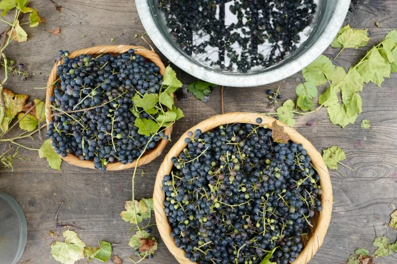 L1100511.JPG?type=w773