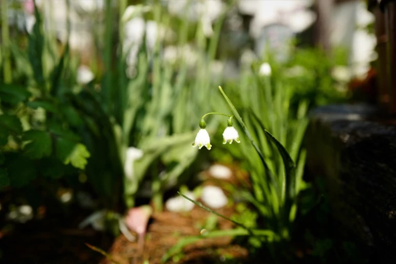 L1320660_%282%29.JPG?type=w773