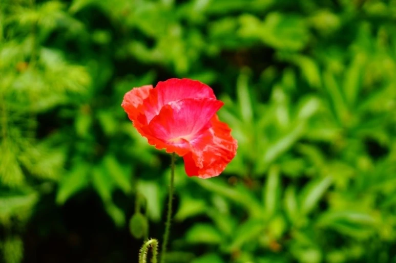 DSC02475.JPG?type=w773