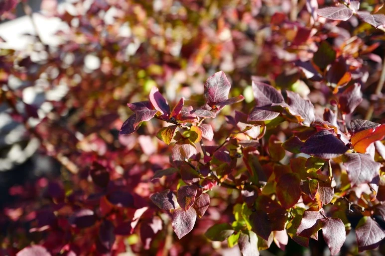 L1640373.JPG?type=w773