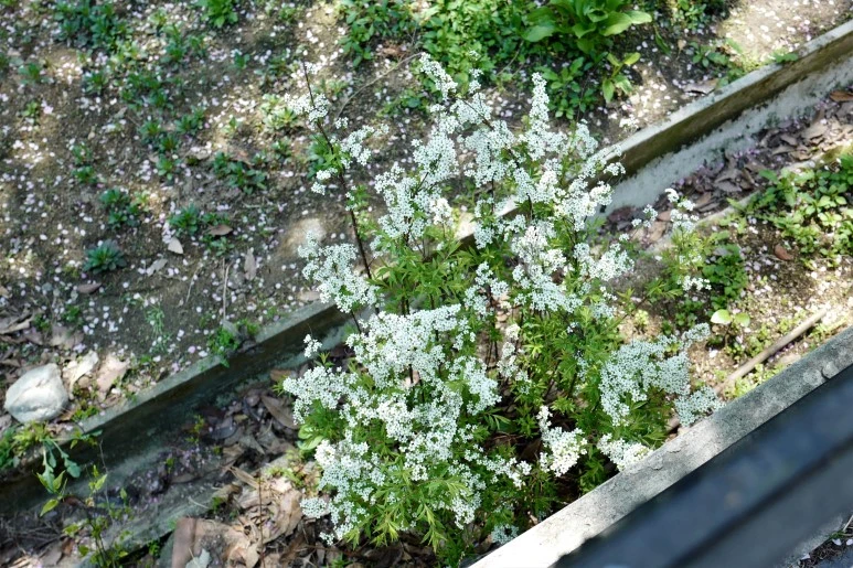 L1310155_%282%29.JPG?type=w773