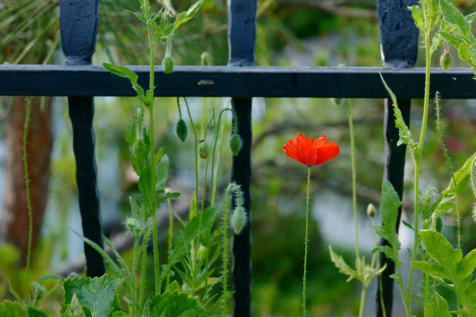 L1030221_(2).JPG?type=w1