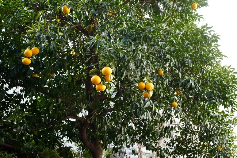 L1200401.JPG?type=w773