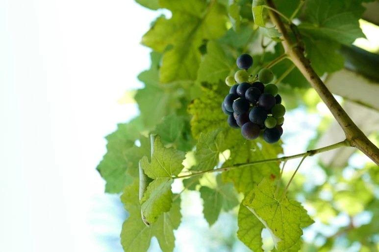 L1610893.JPG?type=w773