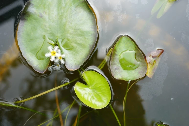 L1060673.JPG?type=w773