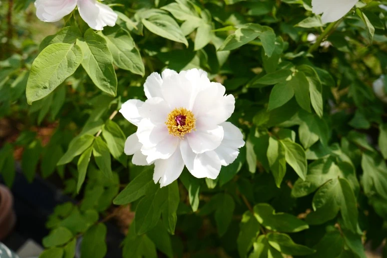 L1320676.JPG?type=w773