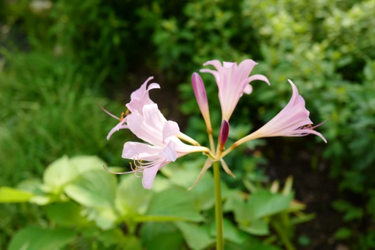 L1060609.JPG?type=w773