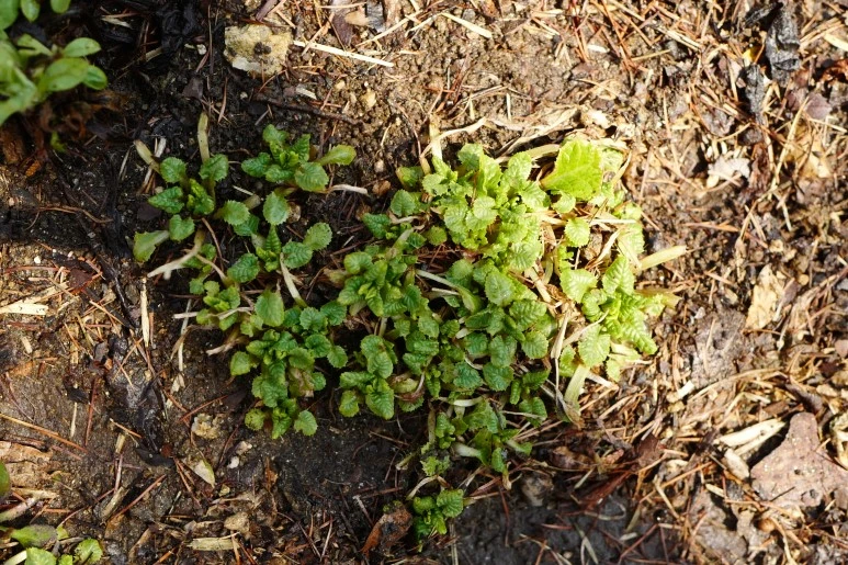 L1270865.JPG?type=w773