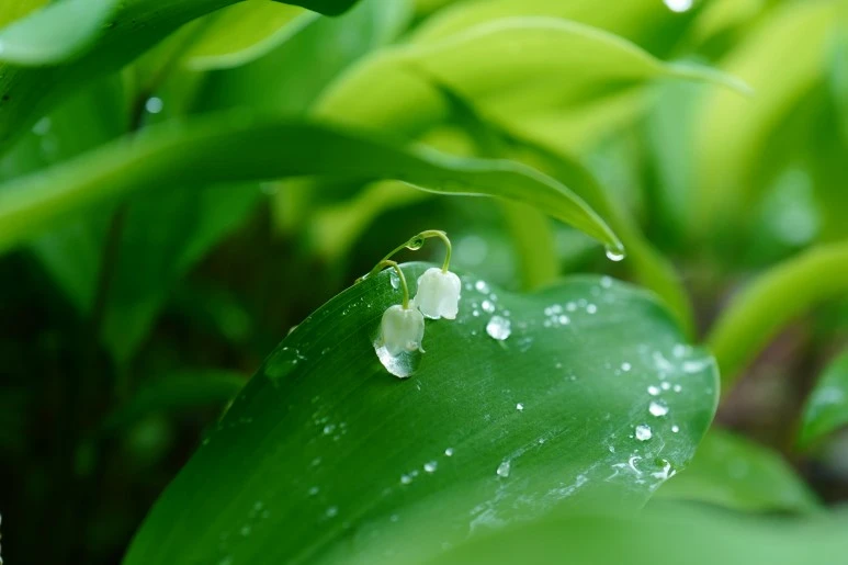 L1540698.JPG?type=w773