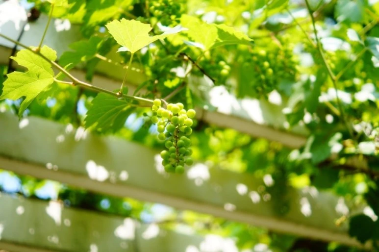 DSC03388.JPG?type=w773