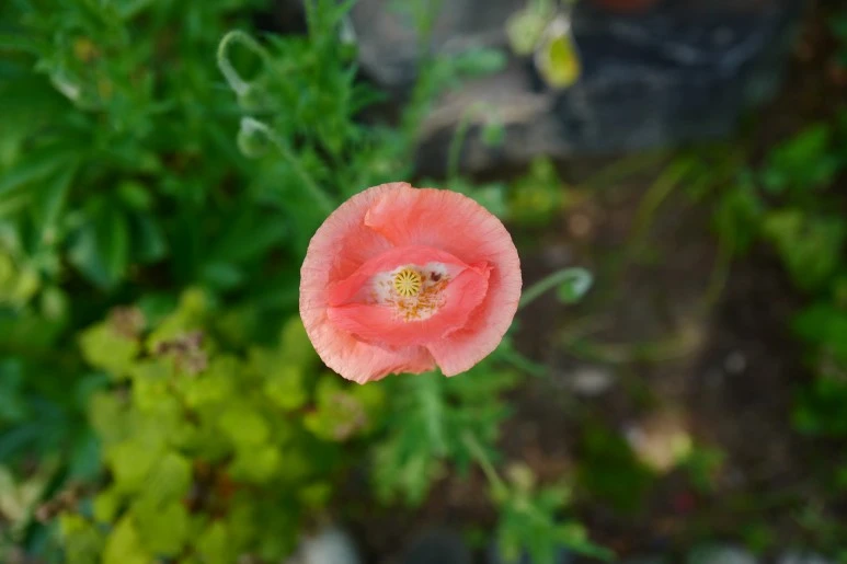 L1370805.JPG?type=w773