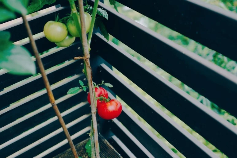 image_4778058881468069603447.jpg?type=w773