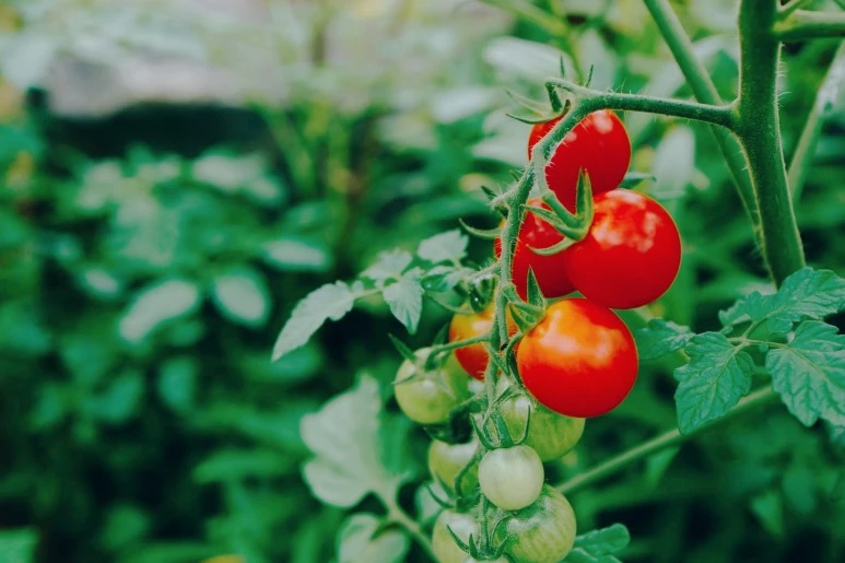 image_666129921468069636253.jpg?type=w773