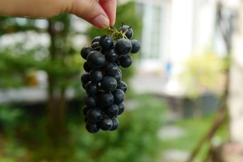 L1100520.JPG?type=w773