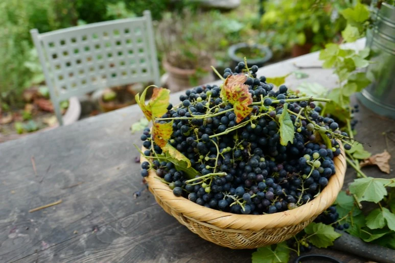 L1100470.JPG?type=w773