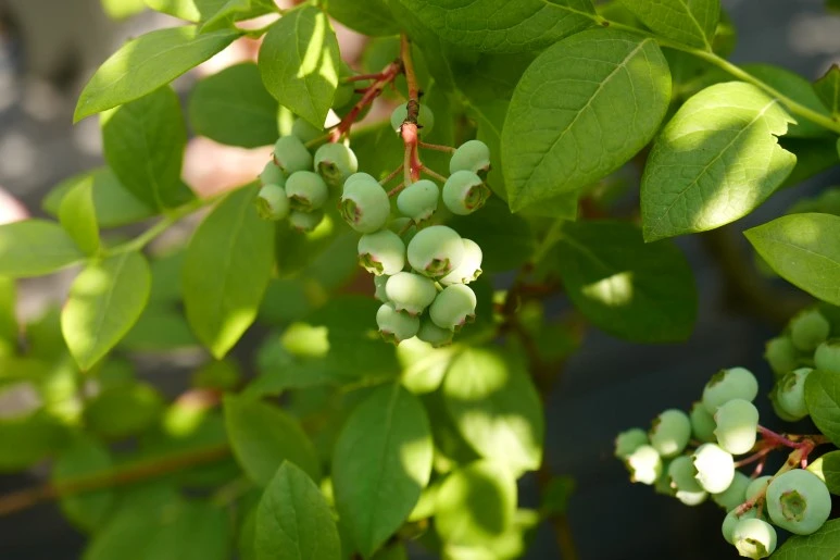 L1370875.JPG?type=w773