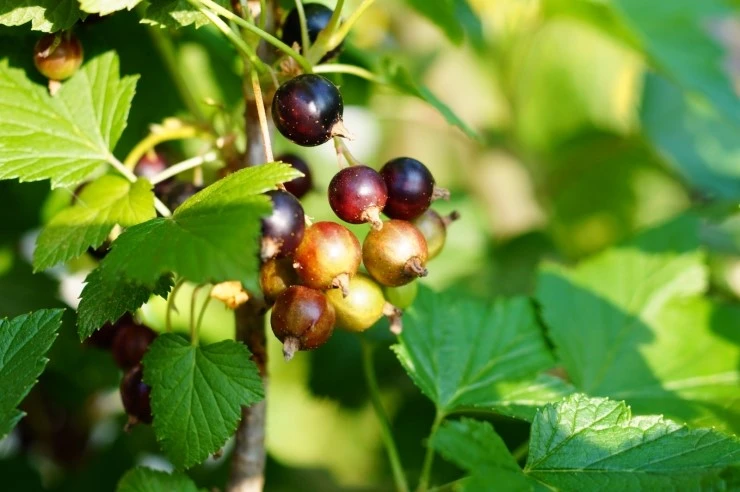 DSC01611.JPG?type=w773