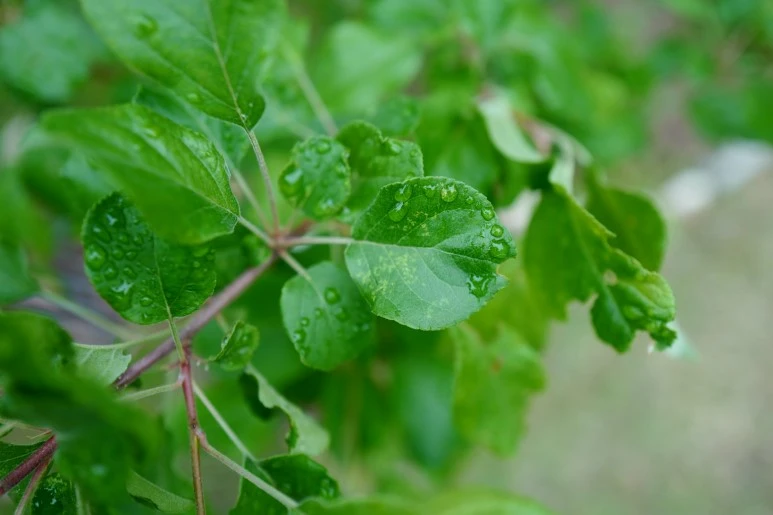 L1540693.JPG?type=w773