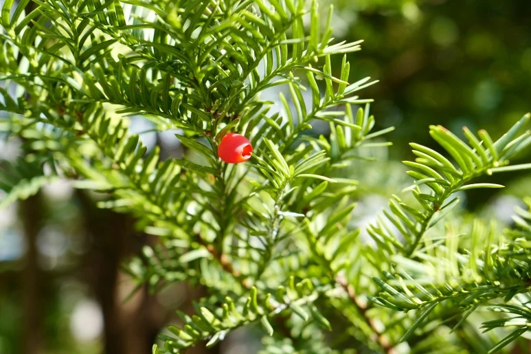 L1100316.JPG?type=w773