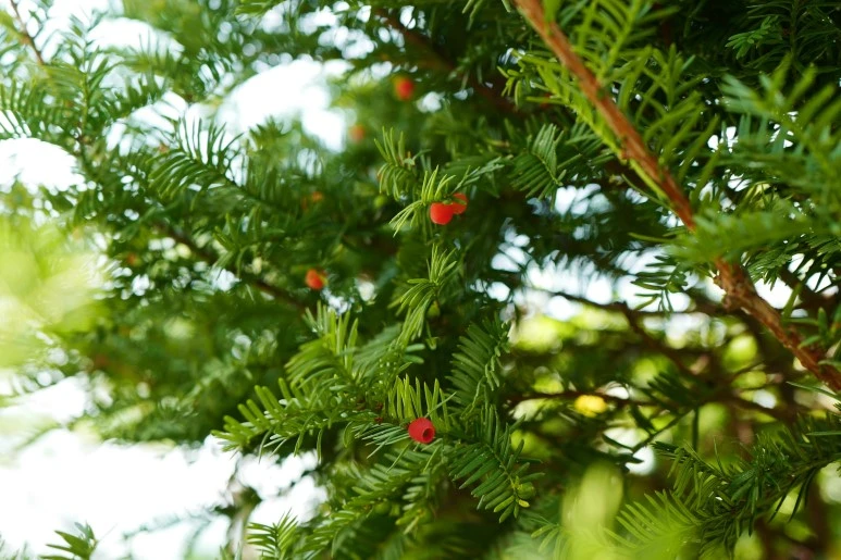 L1100384_%282%29.JPG?type=w773