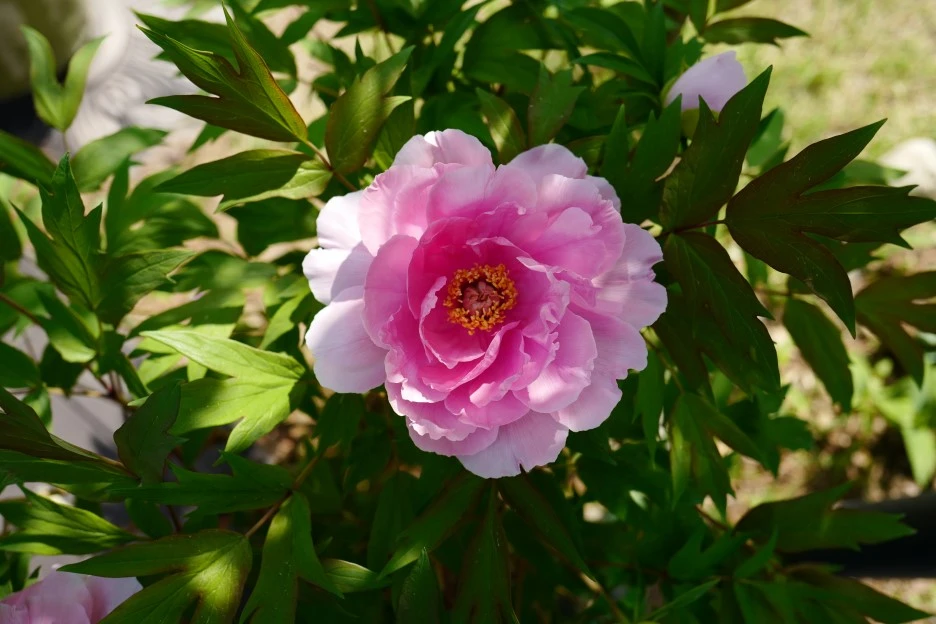 L1730703.JPG?type=w1