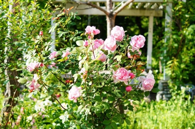 DSC01136.JPG?type=w773