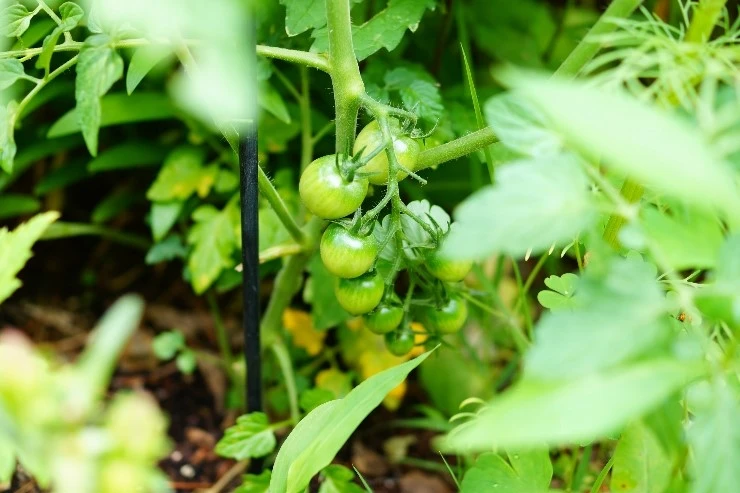 DSC02125.JPG?type=w773