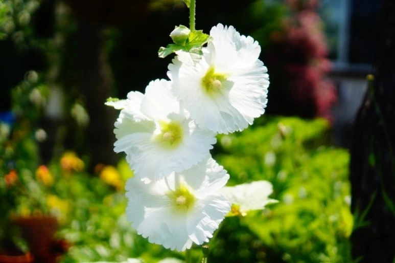 DSC03399.JPG?type=w773