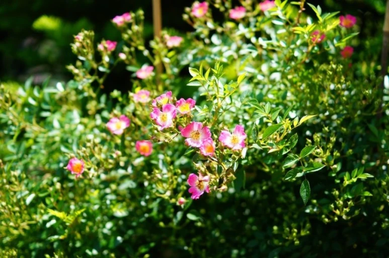 DSC01224.JPG?type=w773