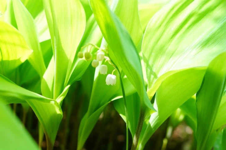 DSC08253.JPG?type=w773